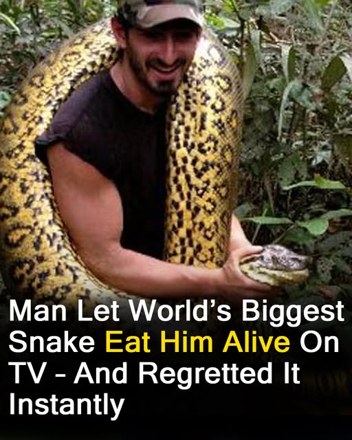 Man tried to get eaten alive by snake – instantly regretted it