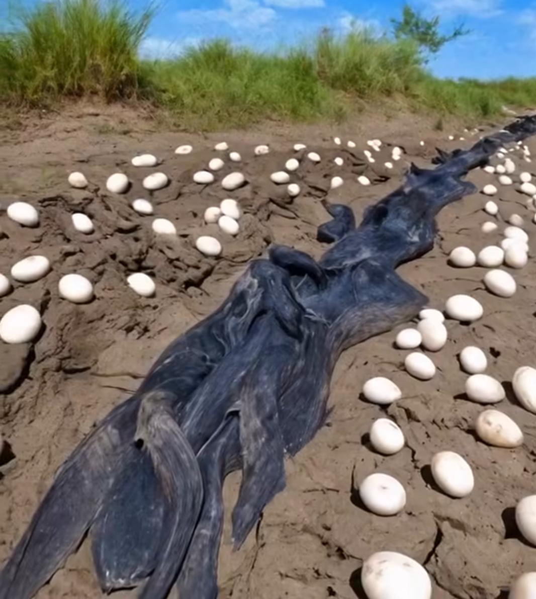 Farmer Finds Hundreds Of Strange Eggs In His Crops – But When They Hatch, He Bursts Into Tears